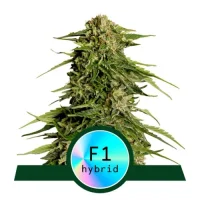 Epsilon F1 Automatic by Royal Queen Seeds 1 Seed