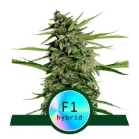 Orion F1 Automatic - Royal Queen Seeds 1 Samen