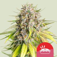 Punch Pie by Royal Queen Seeds