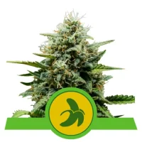 Fat Banana Automatic by Royal Queen Seeds