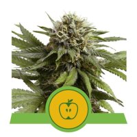 Apple Fritter Automatic by Royal Queen Seeds