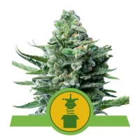 Royal Jack Automatic by Royal Queen Seeds