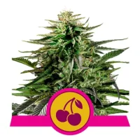 Cherry Pie by Royal Queen Seeds