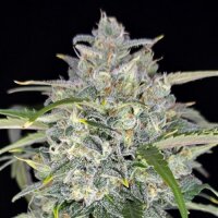 Sour Jealousy Automatic by Fast Buds 3 Seed