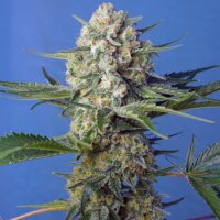 Crystal Candy F1 Fast Version - Sweet Seeds