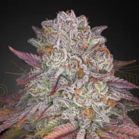 Pulp Friction by Greenhouse Seeds