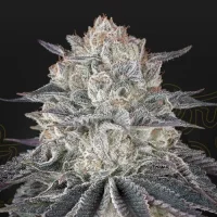 Fullgas! by Greenhouse Seeds