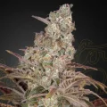 Jack´s Dream by Greenhouse Seeds