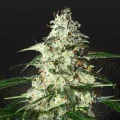 Skunk Autoflowering by Greenhouse Seeds