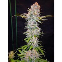 Jock Horror Autoflower - Nirvana Seeds