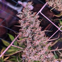 Golden Tiger Thai Dominant 3er Version by Ace Seeds - 5...