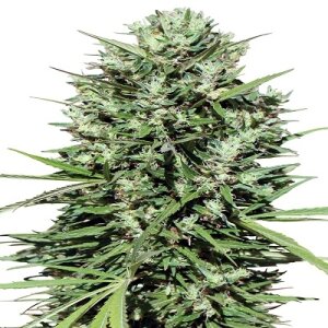 Moroccan Beldia Kif by Ace Seeds