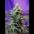 Sweet Special FAST Version - Sweet Seeds