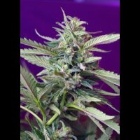 S.A.D. Sweet Afgani Delicious Auto - Sweet Seeds