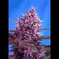 Red Poison Auto Feminised Seeds