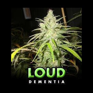 Dementia - Loud Seeds