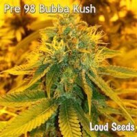 Pre 98 Bubba Kush - Loud Seeds