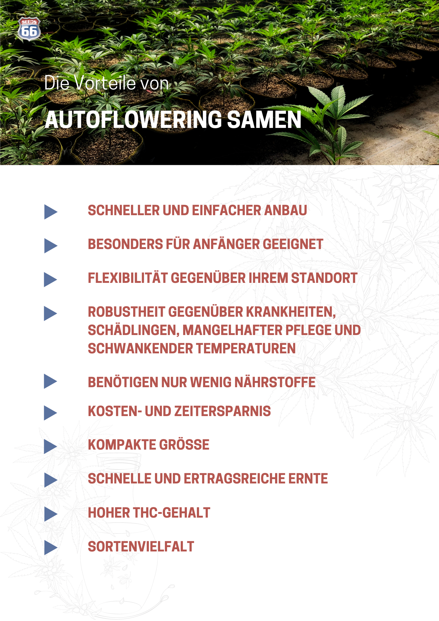 vorteile_autoflowering_indoor_samen_infografik